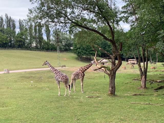 ZOO